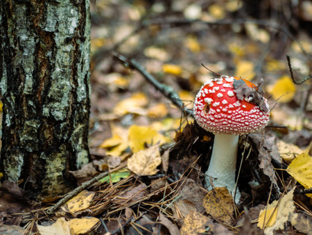 Mushroom Fly agaric. Mushrooms in the autumn forest. Red fly agaric. autumn mushrooms. color natureの写真素材