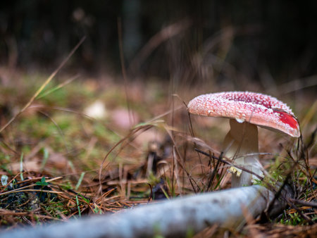 Mushroom Fly agaric. Mushrooms in the autumn forest. Red fly agaric. autumn mushrooms. color natureの写真素材