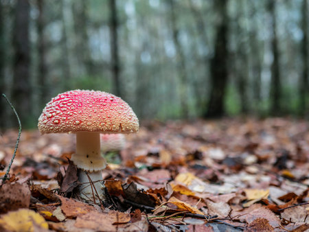 Mushroom Fly agaric. Mushrooms in the autumn forest. Red fly agaric. autumn mushrooms. color natureの写真素材