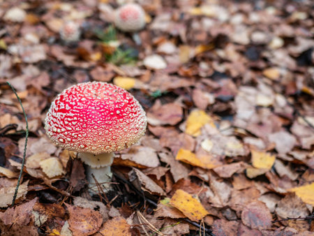 Mushroom Fly agaric. Mushrooms in the autumn forest. Red fly agaric. autumn mushrooms. color natureの写真素材