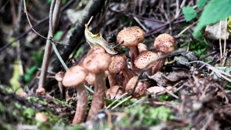 Armillaria mellea mushrooms close-up in autumn macro photography taken during the day in clear weather. color natureの写真素材
