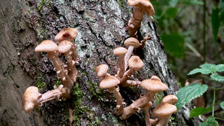 Armillaria mellea mushrooms close-up in autumn macro photography taken during the day in clear weather. color natureの写真素材