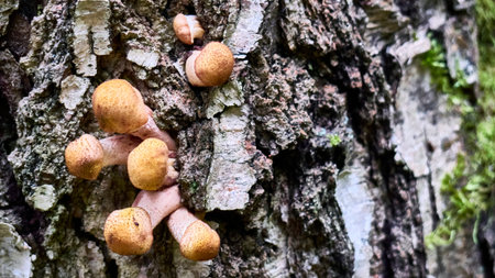 Armillaria mellea mushrooms close-up in autumn macro photography taken during the day in clear weather. color natureの写真素材