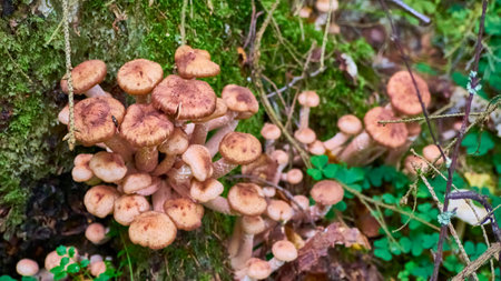 Armillaria mellea mushrooms close-up in autumn macro photography taken during the day in clear weather. color natureの写真素材