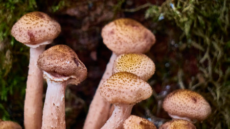 Armillaria mellea mushrooms close-up in autumn macro photography taken during the day in clear weather. color natureの写真素材