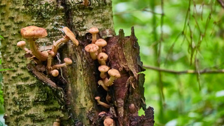 Armillaria mellea mushrooms close-up in autumn macro photography taken during the day in clear weather. color natureの写真素材