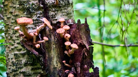 Armillaria mellea mushrooms close-up in autumn macro photography taken during the day in clear weather. color natureの写真素材