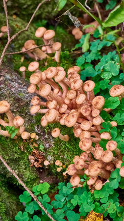 Armillaria mellea mushrooms close-up in autumn macro photography taken during the day in clear weather. color natureの写真素材