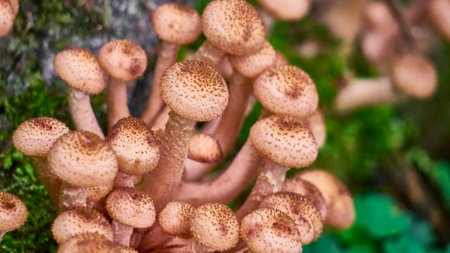 Armillaria mellea mushrooms close-up in autumn macro photography taken during the day in clear weather. color natureの写真素材