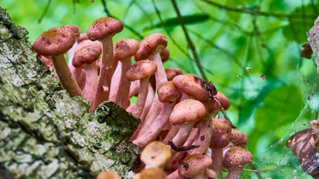 Armillaria mellea mushrooms close-up in autumn macro photography taken during the day in clear weather. color natureの写真素材
