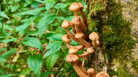 Armillaria mellea mushrooms close-up in autumn macro photography taken during the day in clear weather. color natureの写真素材