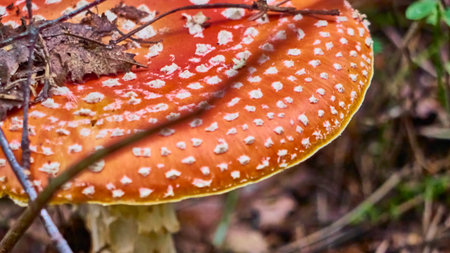 Mushroom Fly agaric. Mushrooms in the autumn forest. Red fly agaric. autumn mushrooms. top viewの写真素材