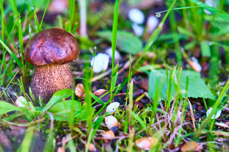 Beautiful mushroom hog growing in the grassの写真素材