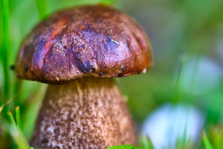 Beautiful mushroom hog growing in the grassの写真素材