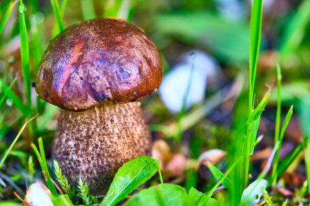 Beautiful mushroom hog growing in the grassの写真素材