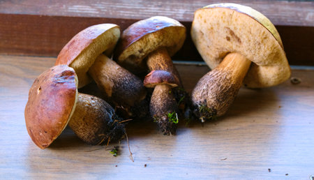 beautiful edible mushrooms general planの写真素材