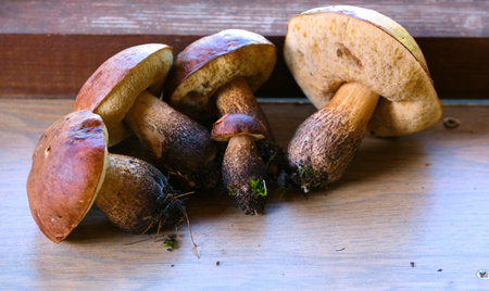 beautiful edible mushrooms general planの写真素材