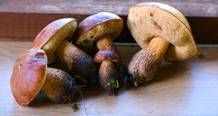 beautiful edible mushrooms general planの写真素材