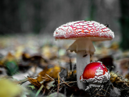 Mushroom Fly agaric. Mushrooms in the autumn forest. Red fly agaric. autumn mushrooms. color natureの写真素材