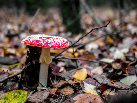 Mushroom Fly agaric. Mushrooms in the autumn forest. Red fly agaric. autumn mushrooms. color natureの写真素材