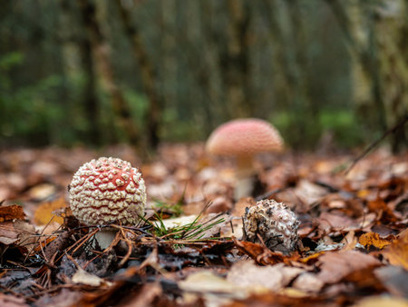 Mushroom Fly agaric. Mushrooms in the autumn forest. Red fly agaric. autumn mushrooms. color natureの写真素材