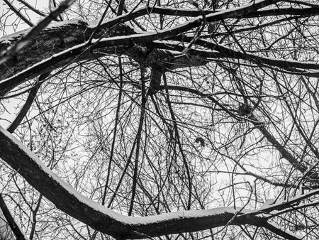 Black and white photo of the branches of trees in the snow.の写真素材