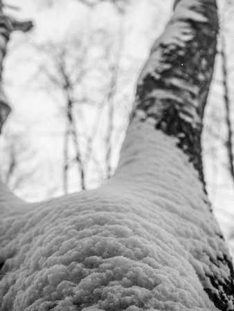 Snow on the branches of a birch in the winter forest.の写真素材