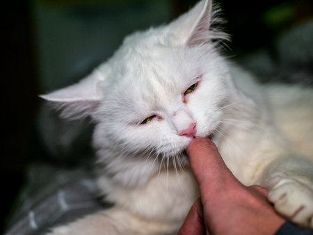 Playful white cat gnaws and scratches the owners hand close up. low lightの写真素材