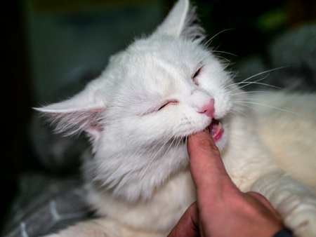 Playful white cat gnaws and scratches the owners hand close up. low lightの写真素材