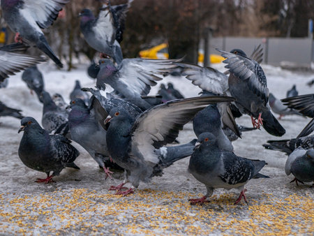 Pigeons eat scattered seeds. Feeding a flock of pigeons. City birds. Selective soft focus. color natureの写真素材