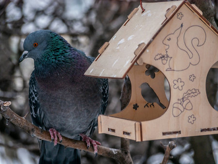 Photography of a beautiful urban gray dove near a feeder. Concept of the caring about the wild animals. Natural background of trees silhouettes and sky. Animal theme. blured backgroundの写真素材