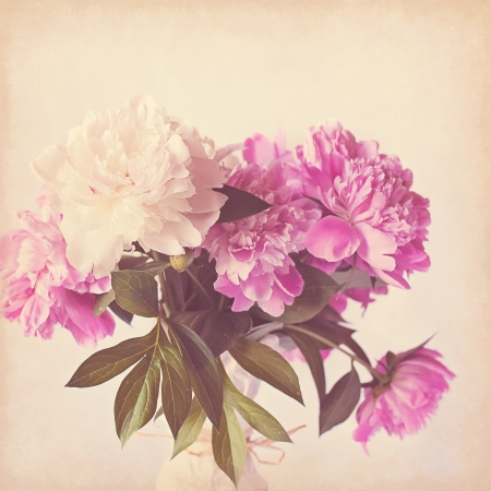 Pink peony vintage backgroundの写真素材