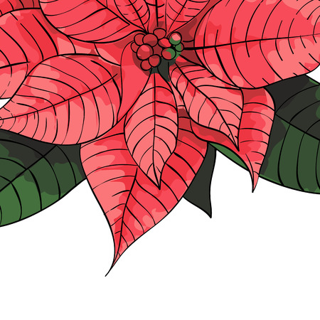 Poinsettia flower background for invitation  cardのイラスト素材