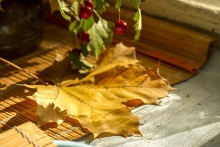 autumn still lifeの写真素材