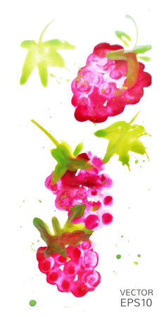 vector isolated raspberry - drawn by watercolorのイラスト素材
