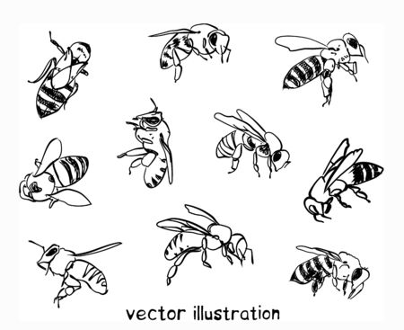 Contour sketch of bees. Vector set for designのイラスト素材