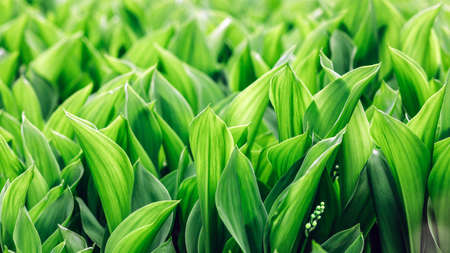 Young lily of the valley in spring gardenの写真素材