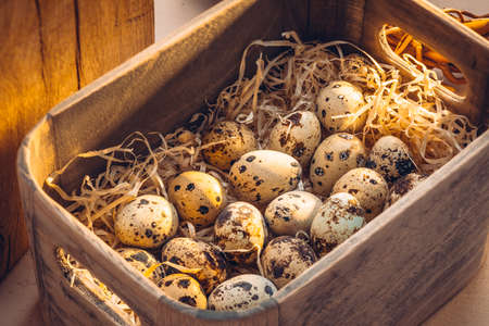 Quail eggs in a wooden boxの写真素材