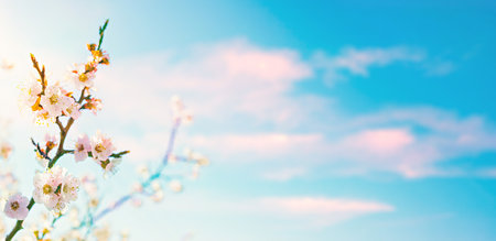 Flowering branch of apricot on blue sky backgroundの写真素材