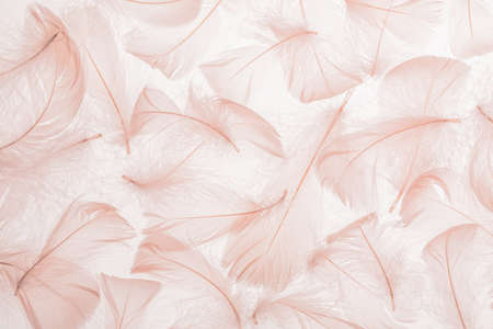 Pastel pink feathers texture backgroundの写真素材