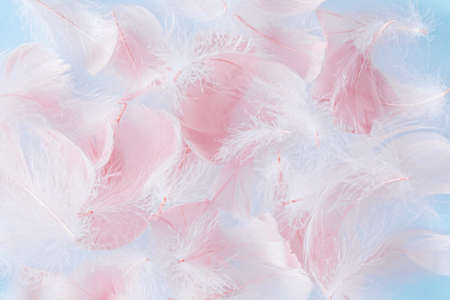 Pastel pink and blue feathers texture backgroundの写真素材