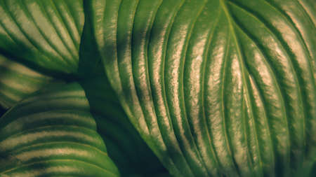 Defocused background image of hosta leaves with golden shining sunlight on it. Summer theme backdropの写真素材