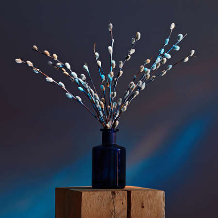 Blooming willow branches in vase in red and blue neon lightsの写真素材