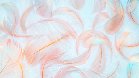 Pink feathers texture in rainbow light on blue backgroundの写真素材