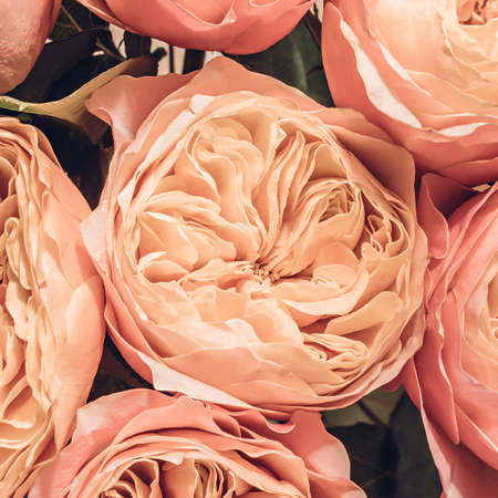 Close-up of lush pink rose budsの写真素材