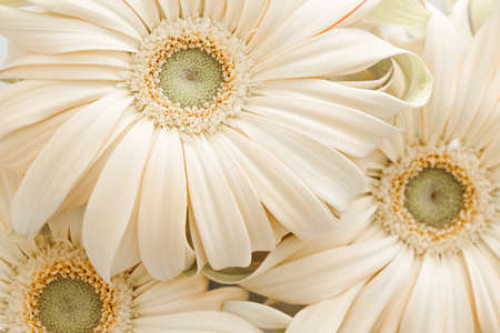 Pastel champagne gerbera flowers. Wedding texture backgroundの写真素材