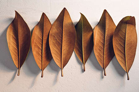 Brown autumn leaves on a white textured clay backgroundの写真素材