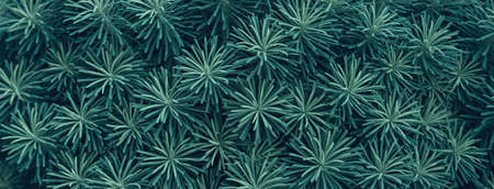Cypress Spurge or Euphorbia cyparissias bush leaves texture backgroundの写真素材