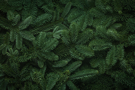 Christmas tree branches texture backgroundの写真素材
