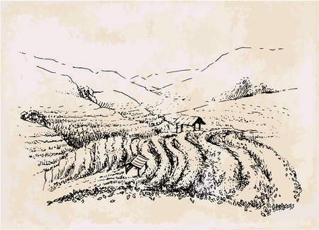 tea plantation hand drawing, field with black tea anf greenのイラスト素材